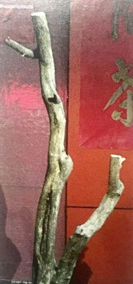 一盆九里香,阳台香飘飘,6款盆景造型玩法,哪一款受你青睐