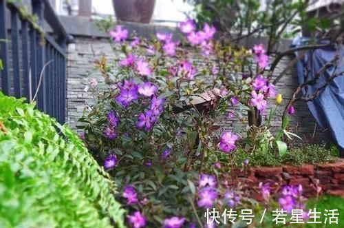 花花草草|晒晒我家40平小庭院,喝茶赏花岁月静好,邻居天天跑来蹭玩