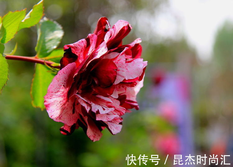 阳台|阳台上种养这5款花,四季花开,可贱养不矫情,一言不合花开爆盆