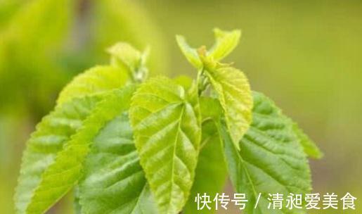 桑叶茶|桑叶能够降低血糖吗?分别听听中医和西医给出的回答!