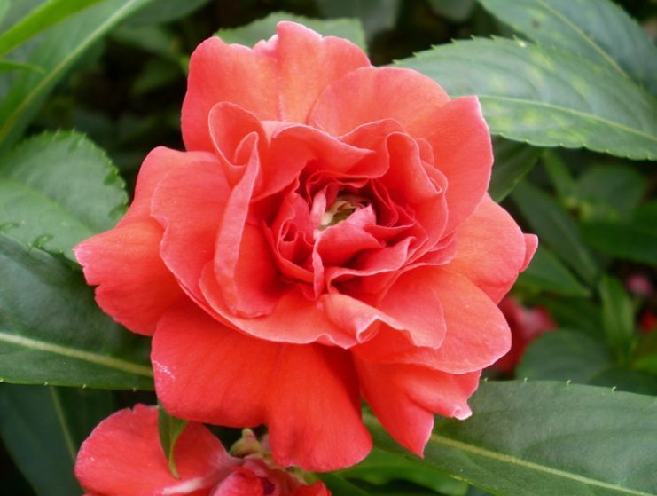 喜欢菊花,不如养盆“开花机器”非洲紫罗兰,开花灿烂,让人移不开眼