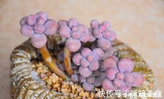 光照|一位花友控养了3年的桃蛋,看看美不美,做好这几点你养桃蛋也美!