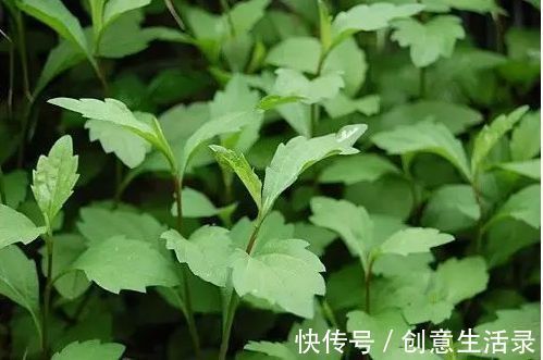 老中医|痔疮肉球外露进不去咋办?听完老中医讲解豁然开朗,做好这三点,痔疮不再来!