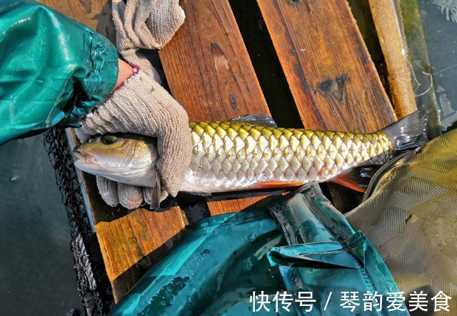 水质|常被年轻人误认成草鱼,殊不知是“淡水之王”,运气好才能钓到