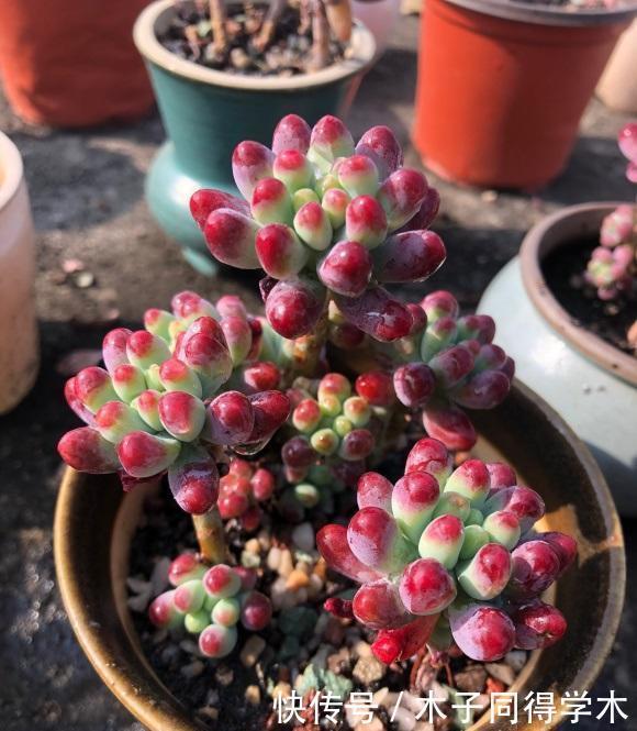 陶土|多肉不晒太阳,叶子就没有状态,夏天放在室外,20天晒的红彤彤
