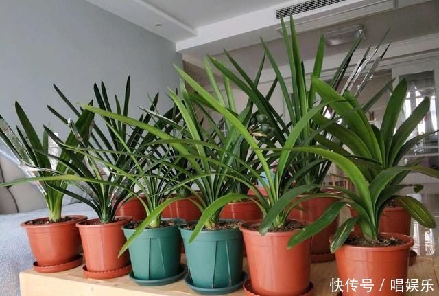 1盆君子兰，春天一处理“变10盆”，家里阳台摆满了