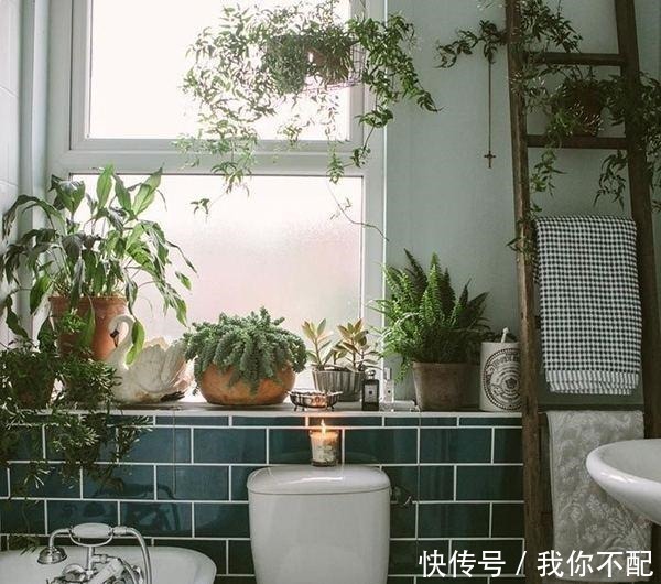 卫生间养这几盆花，味道立马不一样，家里空气好，厕所变成绿森林！