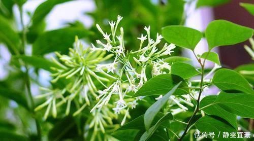 家里不要养3种花,虽然漂亮,但并不适合