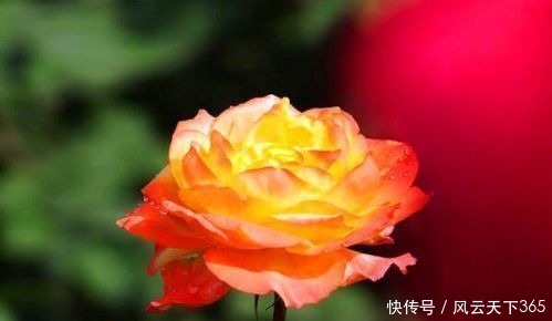 喜欢玫瑰,不妨养“珍稀名品”宠爱小姐,金蕊红衣,香气甜润!