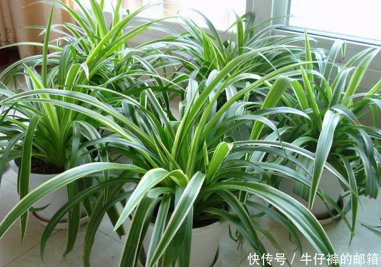 花肥|勿以恶小而为之！养花养成这7个坏习惯会出大问题