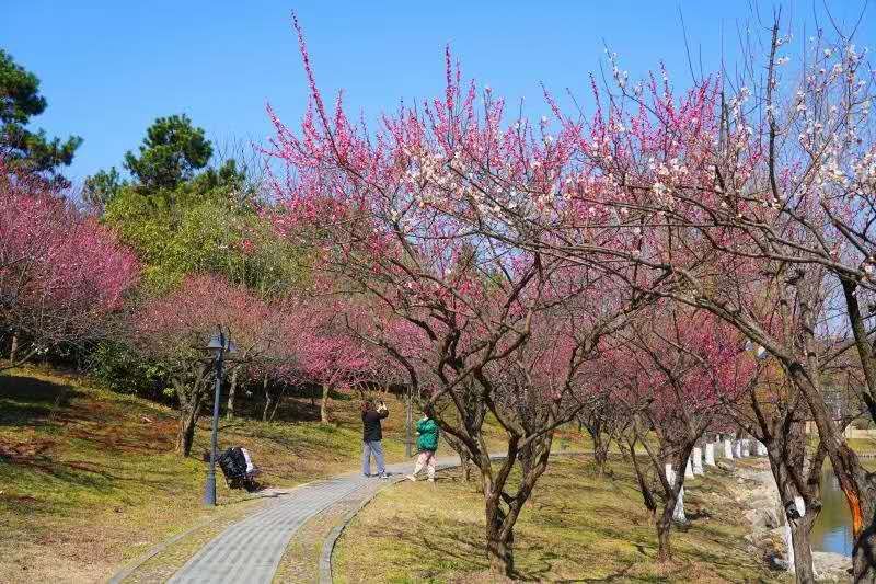 中年|“浙”里校园梅花盛开 就是你心中春天的样子