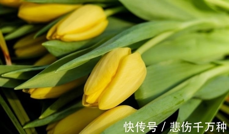 生属兔|这4大生肖将在下周被财神点名,财运滚滚,事业步步高升