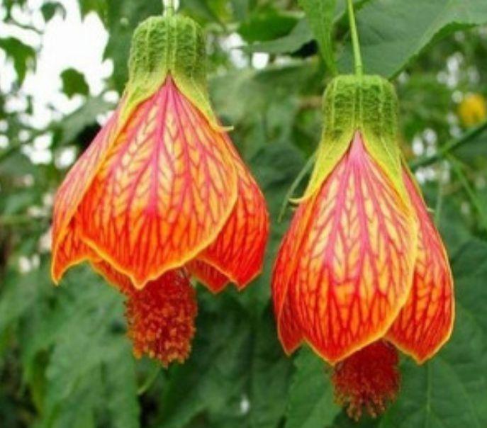 养花就选此4款,花色绚丽夺目,省心省力特好养