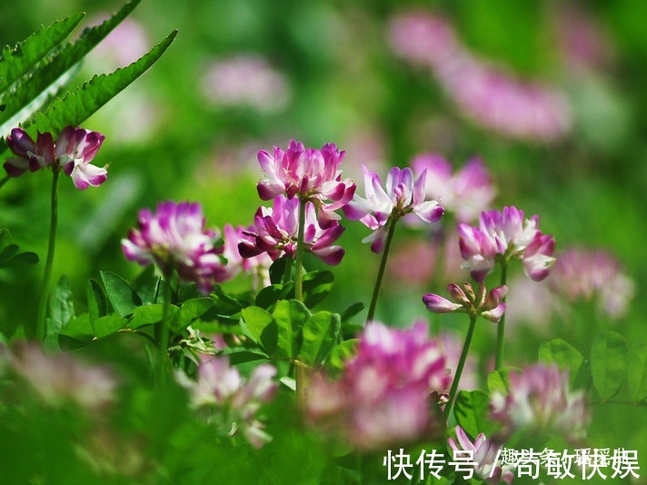 蝴蝶|此花是幸福的象征,状若蝴蝶又如鸡雏,清新自然鲜亮清甜