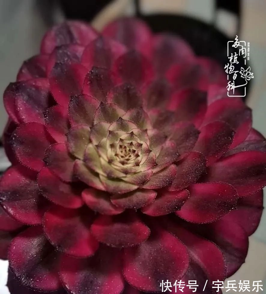 多肉植物|养多肉三年多九万里悟道,终归诗酒田园!