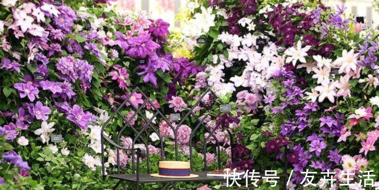 3种花是懒人的最爱,花朵大花期长,比牡丹还美,年年开花美翻