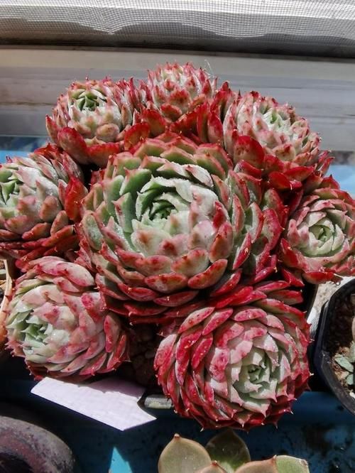 入春想“控养”多肉，满足“三前提”，憋出一圈崽，养成肉墩子