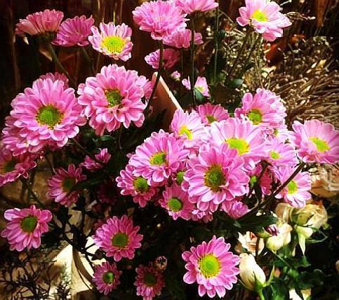 家养一盆“太阳菊”,花开90天,比长春花开花多,比太阳花更好看