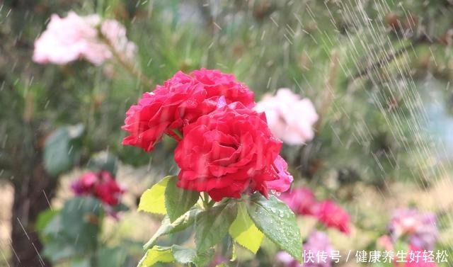 养7种花，浇水容易冻死，干养才是过冬的“法宝”！