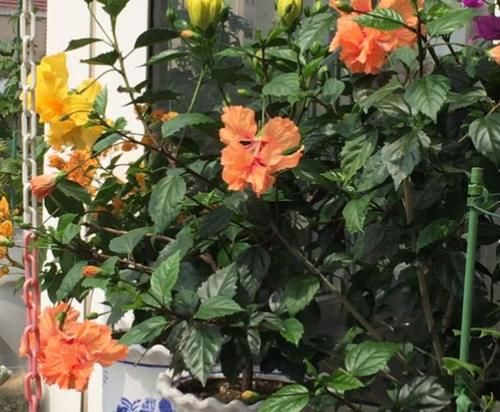 爱花养花，天冷打理就不能忽视这些因素，不然一盆不剩