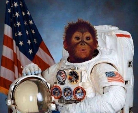 外太空 50年前被送去太空的猩猩,回地面后怎么样了?现状太出乎意料