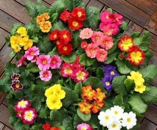 养护|四种花适合放在客厅,长势好、花色艳,雍容华贵,养护简单!