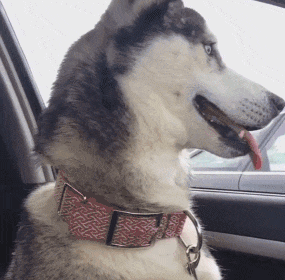 |搞笑GIF趣图:本来是劝大家遇到挫折的时候不要太执着的