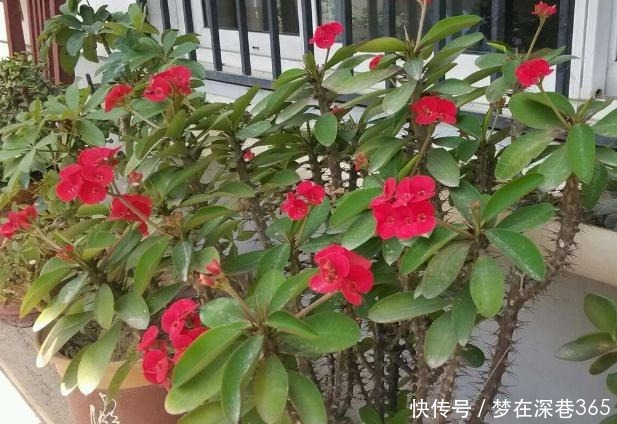 除了月季，此“1种花”也带刺，但观赏价值不低！附养护细节