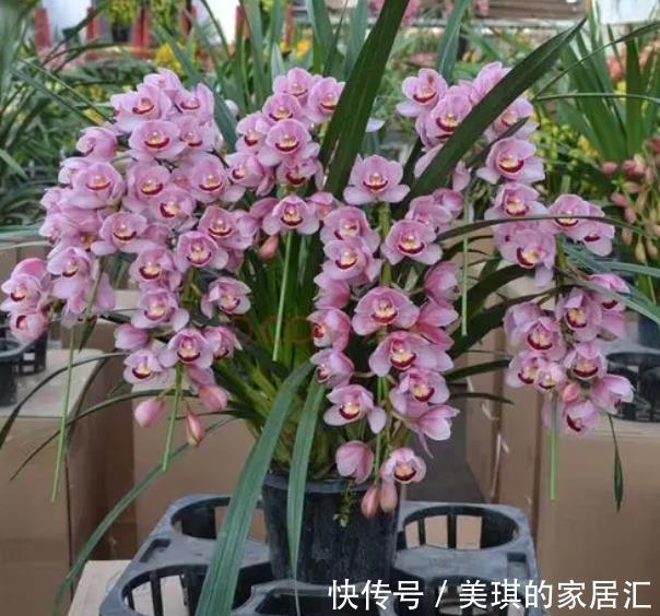 养护|养护兰花没有满足3个条件,浇再多的磷钾肥也白搭,开花又小又少