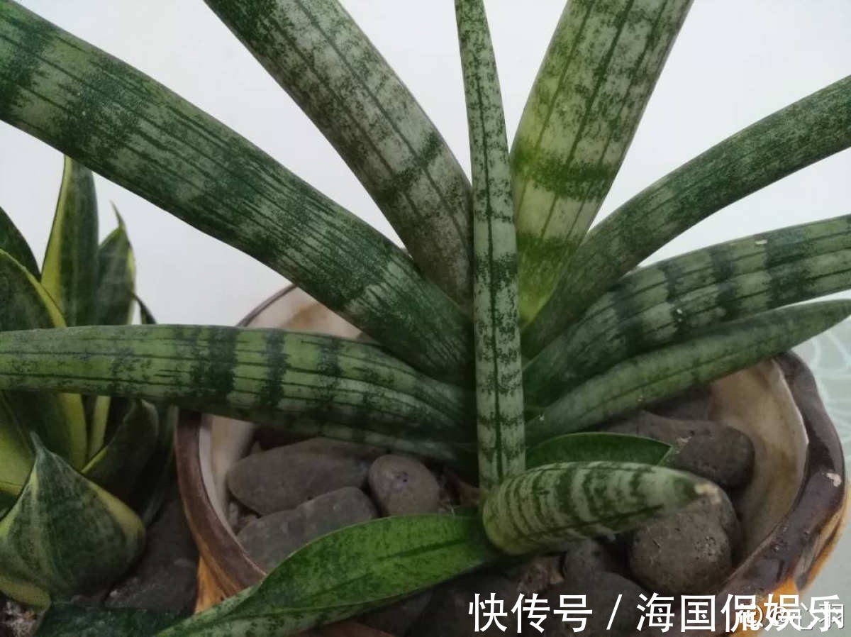 花花|家里光不好,就养10种耐阴绿植,叶子比花还要美