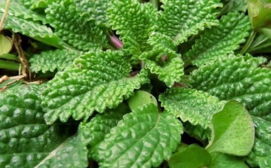 野草|此种野草人称“雪见草”农民摘此叶子泡茶,殊不知是一种好药