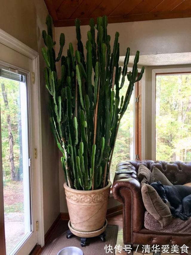 龙骨|室内想养“大盆镇宅花”,建议从这10种里面选,听名字就很霸气