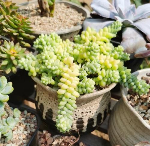 多肉不晒太阳，叶子就没有状态，夏天放在室外，才能变得红彤彤