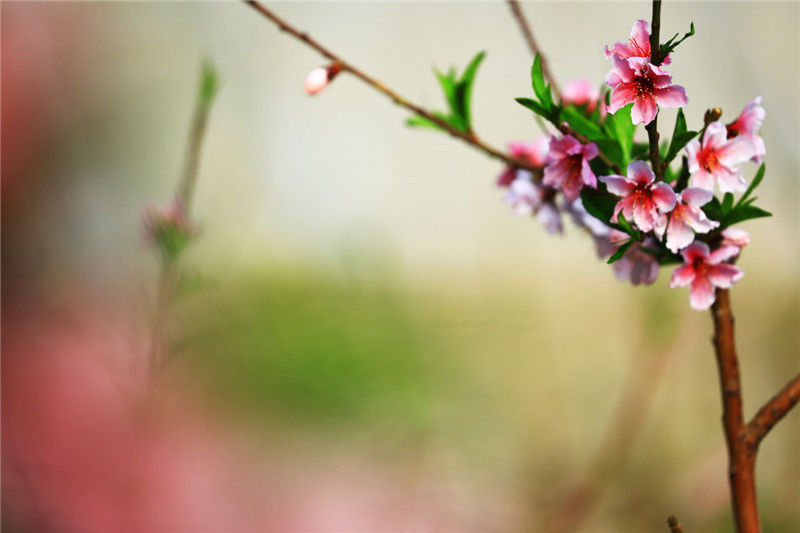 新疆托克逊：桃花盛开惹人爱（图）