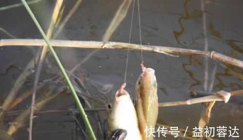 钩体|蚯蚓钓鱼使用小技巧,让钓鱼爱好者少走弯路