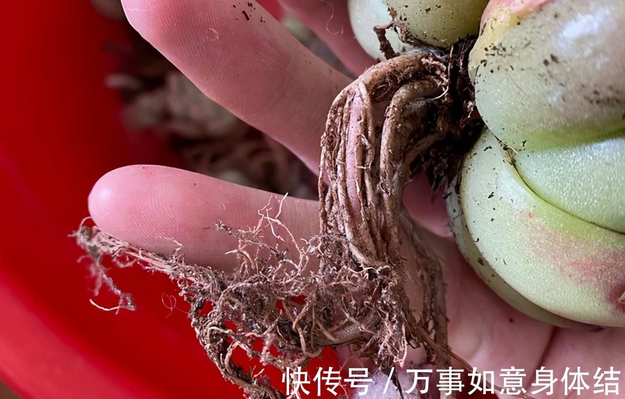 根部|春季给多肉修根需要注意的4个问题,正确修根,多肉长得好抗性强
