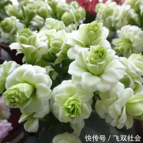 花色|最罕见的花卉,花色新奇,好养易活,是一款爆盆神器,值得拥有