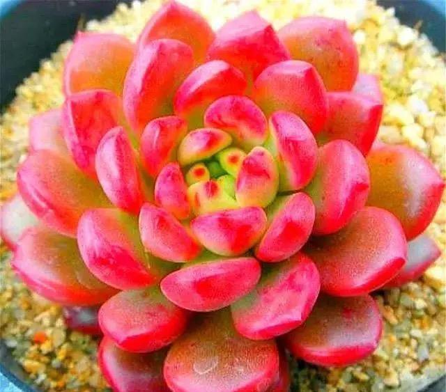 她养的多肉红宝石,叶色红得像火,特别漂亮