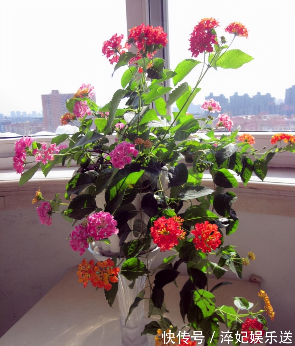 养花|奶奶对我说卧室别养5类花,仔细想想,不是迷信,而是真的有道理