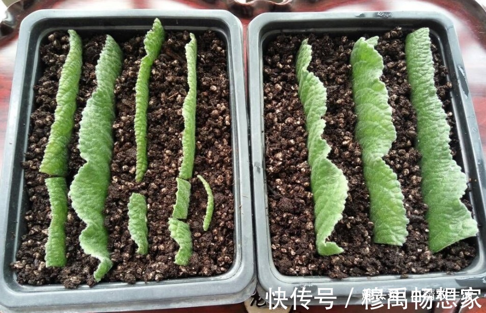 这种花，摘片叶子划2刀，插土里20天爆小苗，花大形美、颜色艳