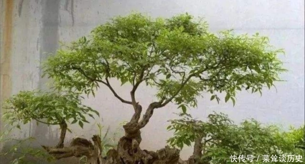 素材|野外5种常见的树,制作成盆景,美观大方,观赏价值高