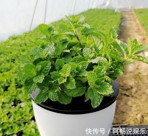 阳台种了3种菜,一茬一茬很新鲜,夏天正好长得旺,吃得过瘾