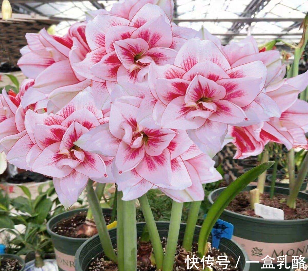 被过度吹捧的“三种花”,仅照片好看,入手发现“丑得”一塌糊涂