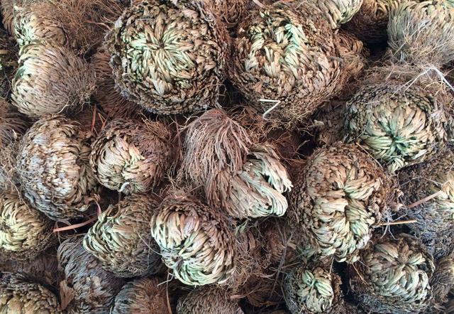 观赏价值|谁上山遇到万岁草,也别忽视,记得拔1棵带回家,好处很多