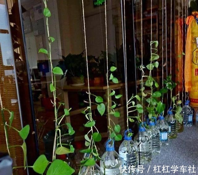养绿萝“拉一拉”,长得满屋都是,4个方法一学就会!