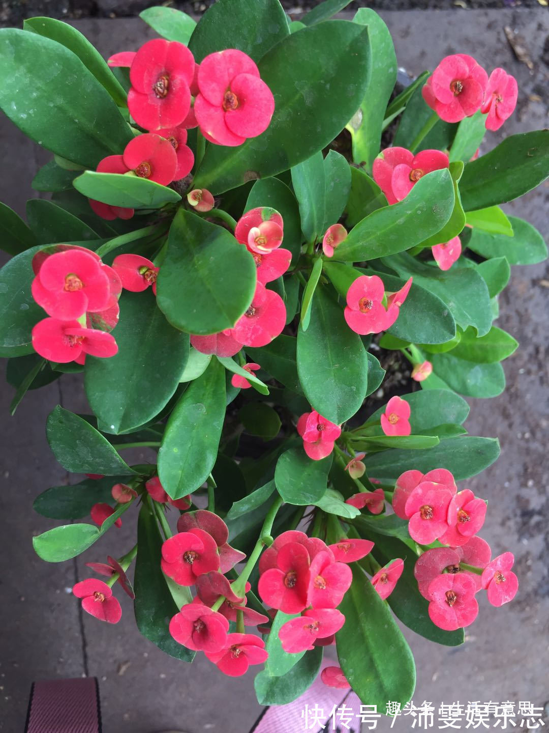 铁海棠，勇猛不失儒雅，修剪小技巧，花开年年爆，1盆变10盆！