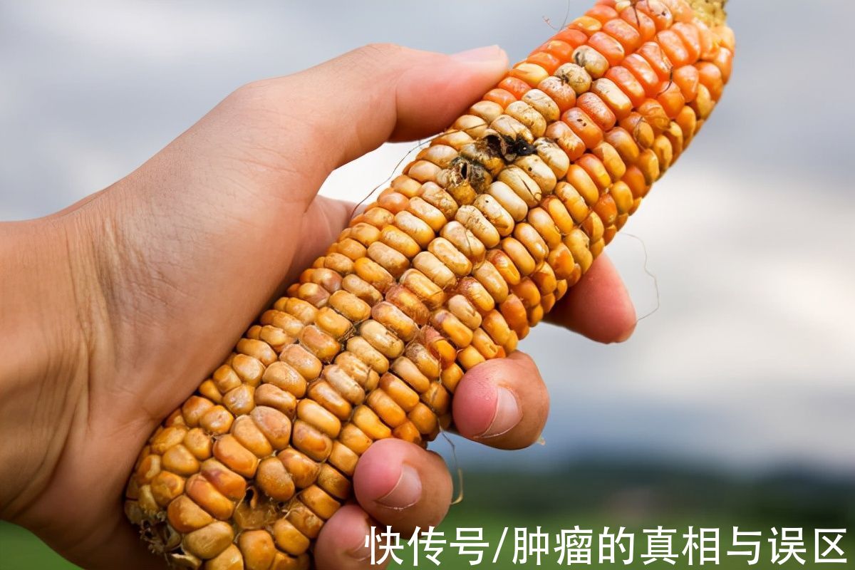 霉菌|女子接触霉变玉米后肺部长满真菌！黄霉曲素的危害别小看