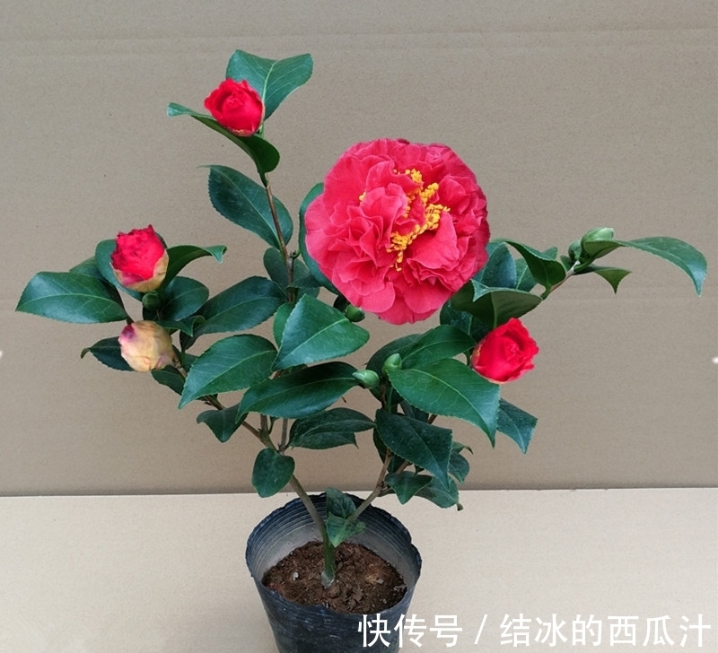 这款茶花比牡丹美,比香水好闻,零下15度冻不死,花期长达半年