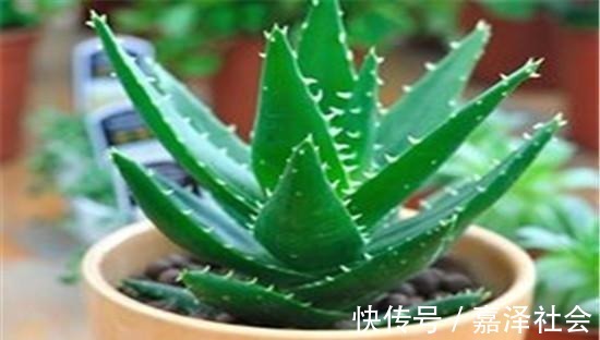 养花|养花“饿着”养,浇水别勤快,新芽反而长得多,这5种花就这样养