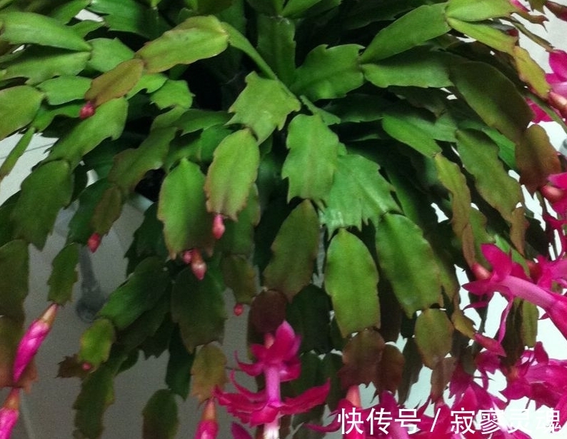 适合小盆栽种的这3样花卉，秋冬入手，正好方便春节赏花